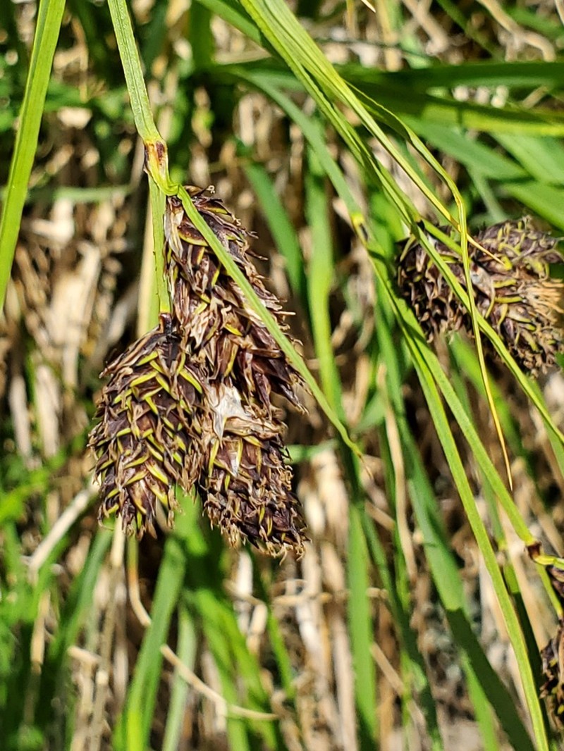 Carex chalciolepis photo 6
