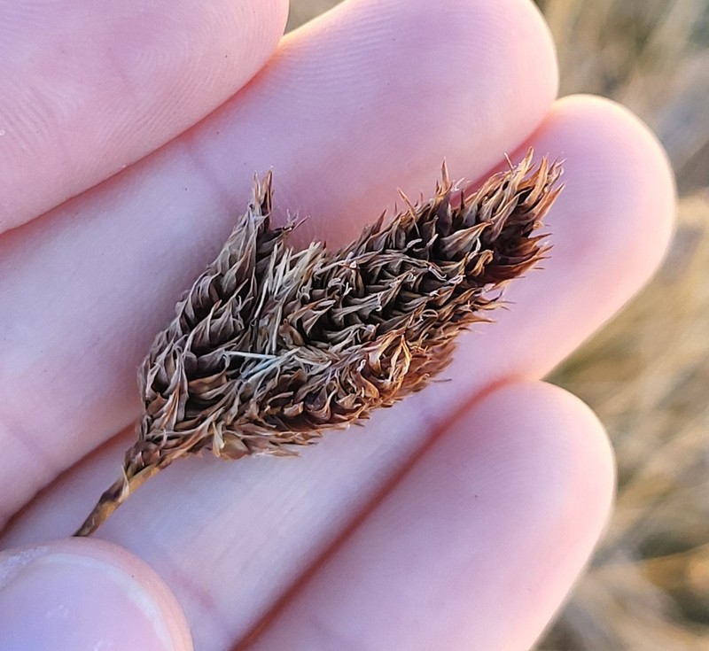 Carex chalciolepis photo 8