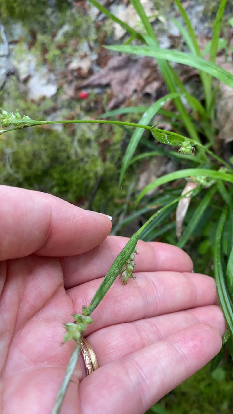 Chapman's Sedge photo 2