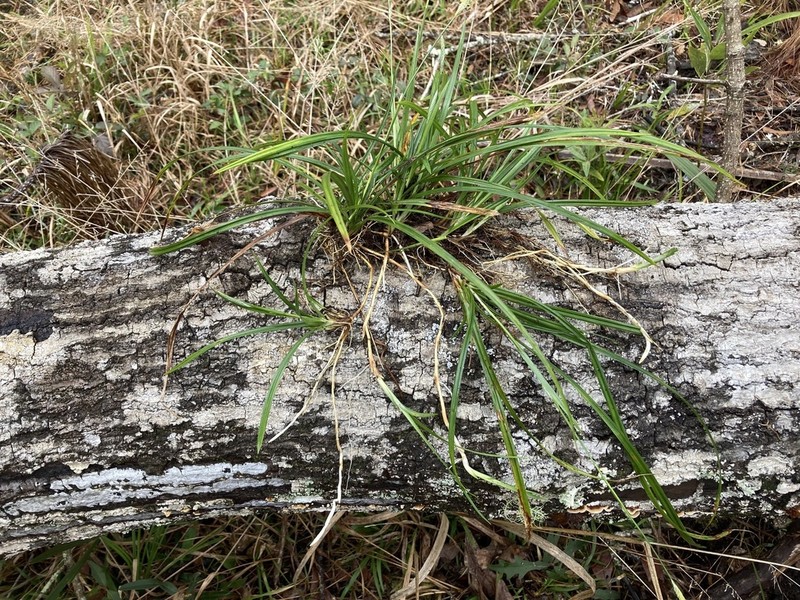 Chapman's Sedge photo 3