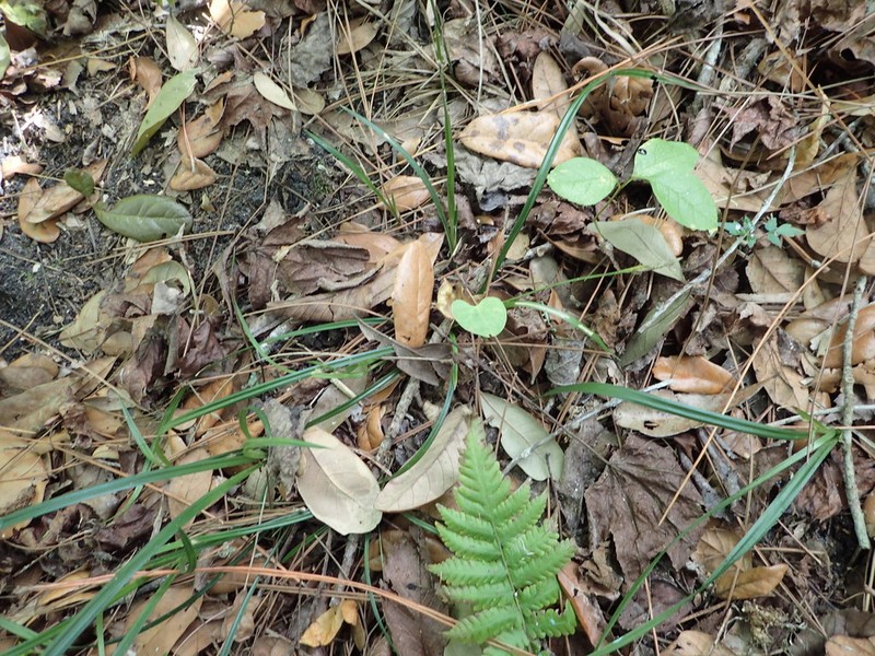 Chapman's Sedge photo 4