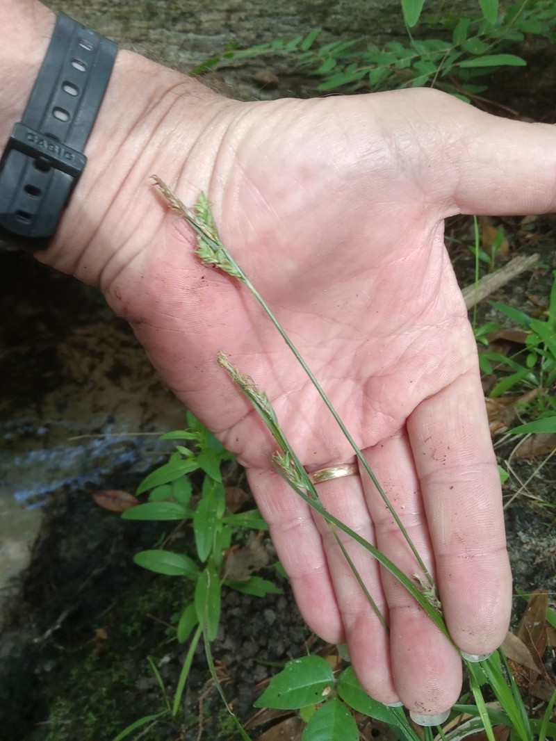 Chapman's Sedge photo 5