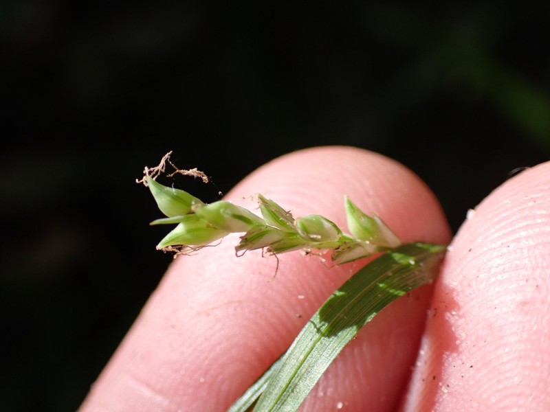 Chapman's Sedge photo 7