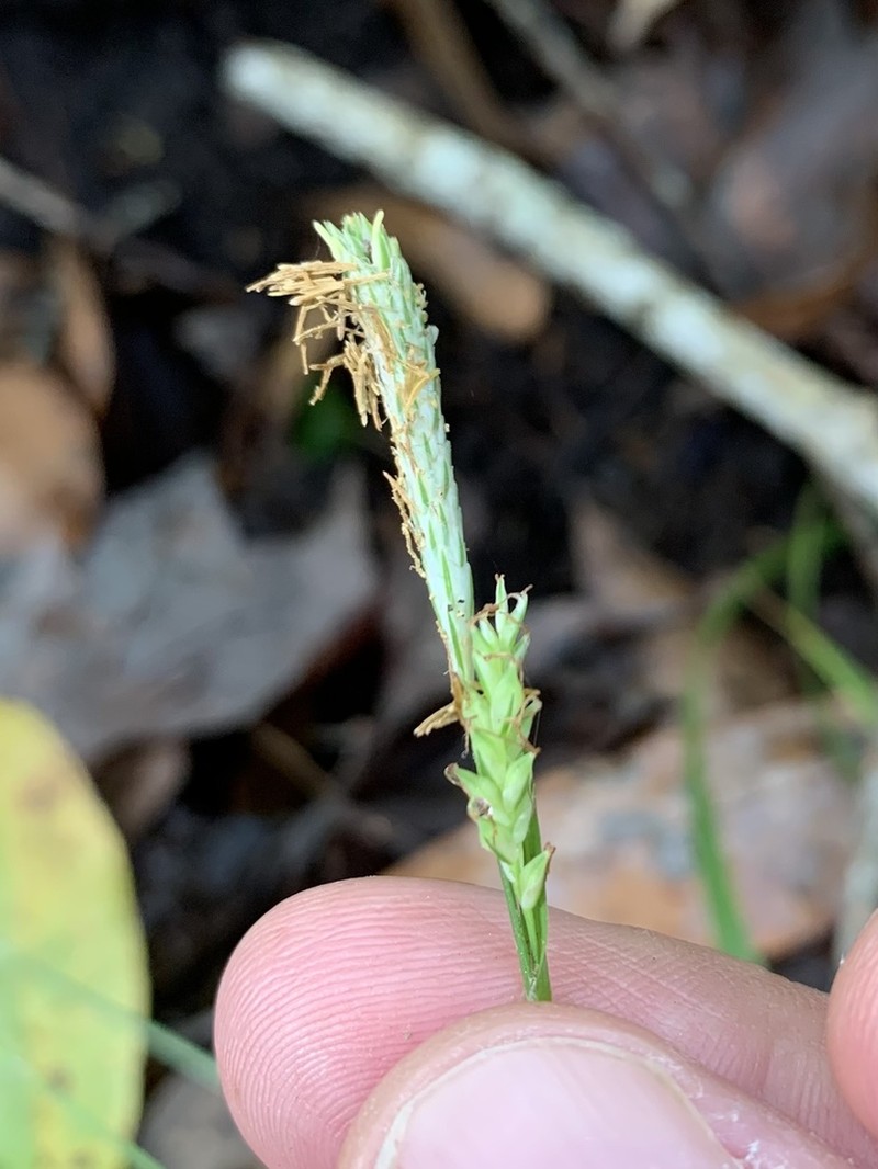 Chapman's Sedge photo 8