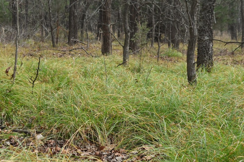 Cherokee Sedge photo 3