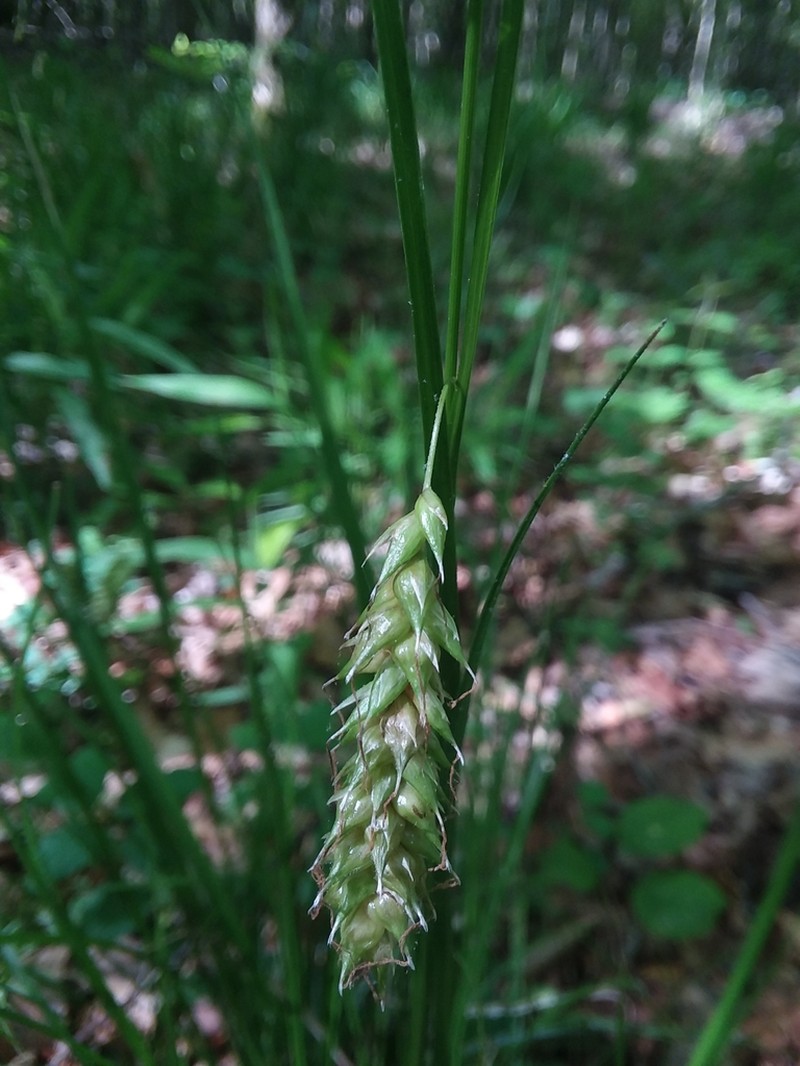 Cherokee Sedge photo 4