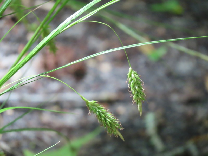 Cherokee Sedge photo 6