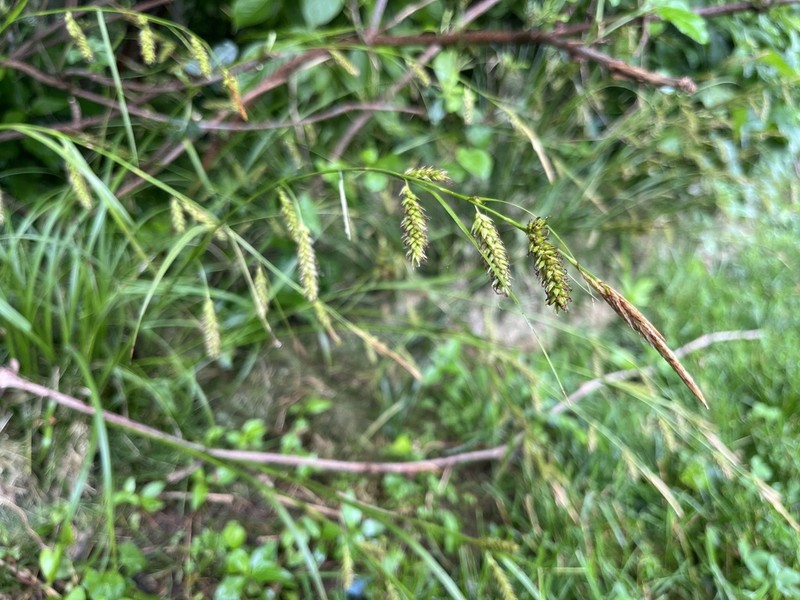 Cherokee Sedge photo 7