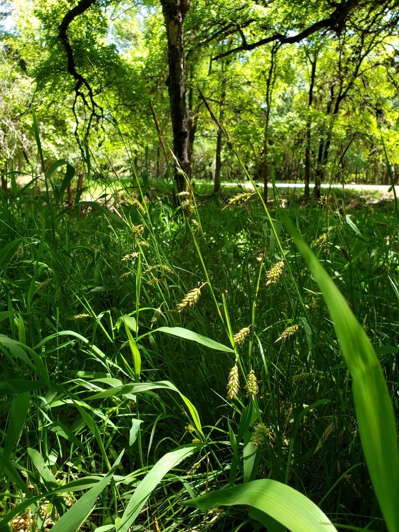 Cherokee Sedge photo 8