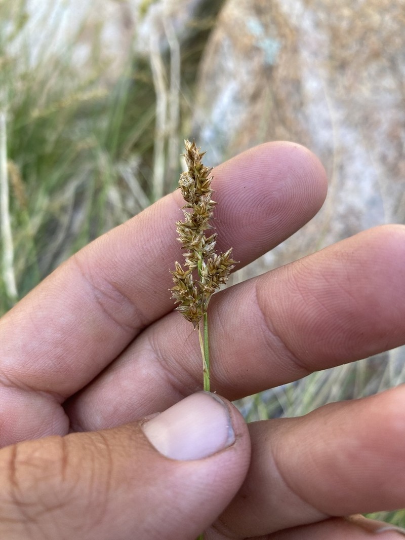 Chihuahuan Sedge photo 3