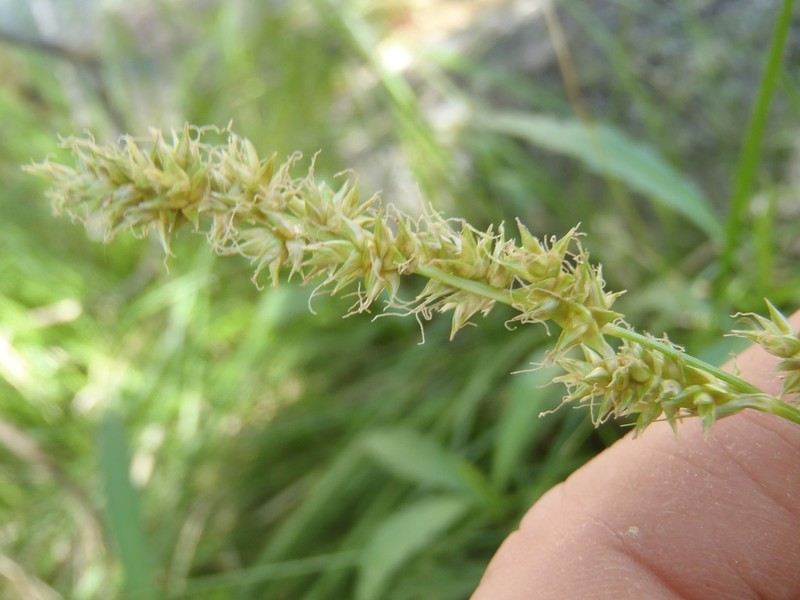 Chihuahuan Sedge photo 4