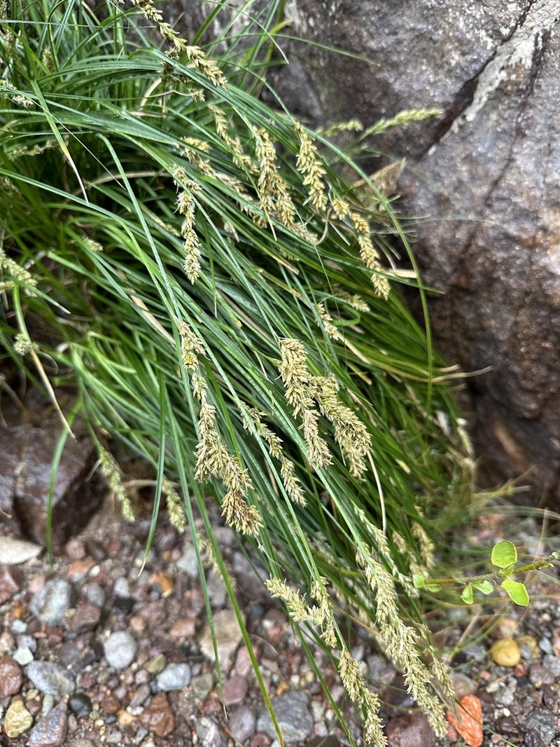 Chihuahuan Sedge photo 5