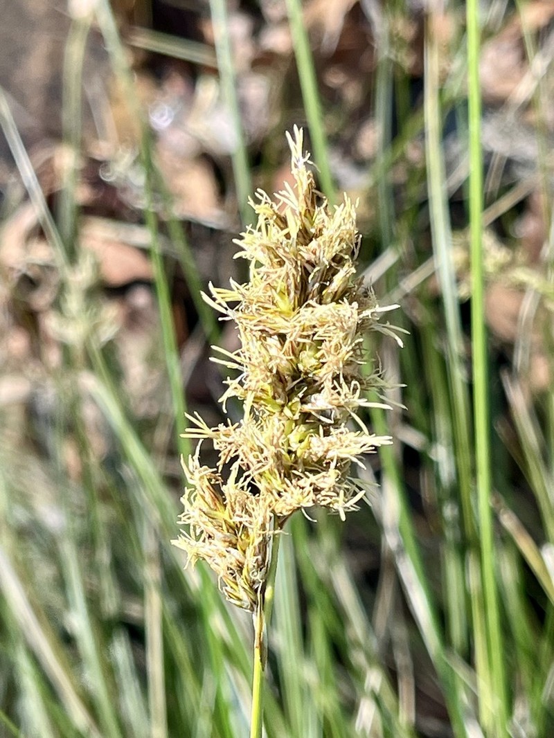 Chihuahuan Sedge photo 6