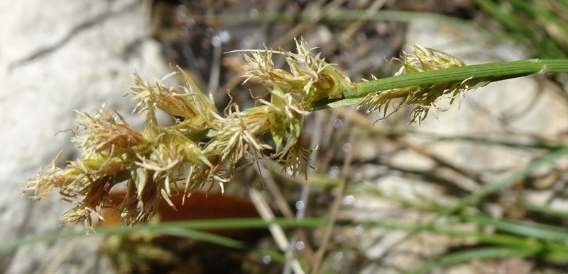 Chihuahuan Sedge photo 7