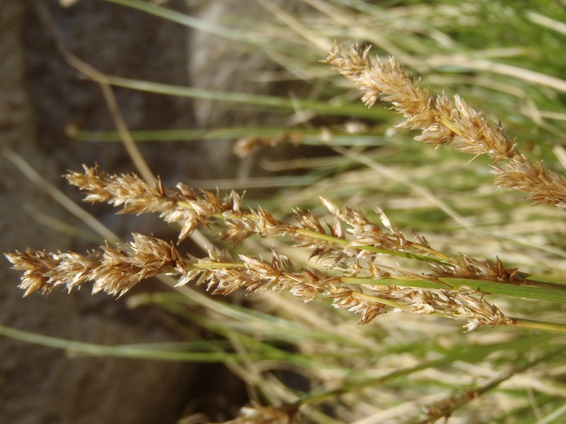 Chihuahuan Sedge photo 8