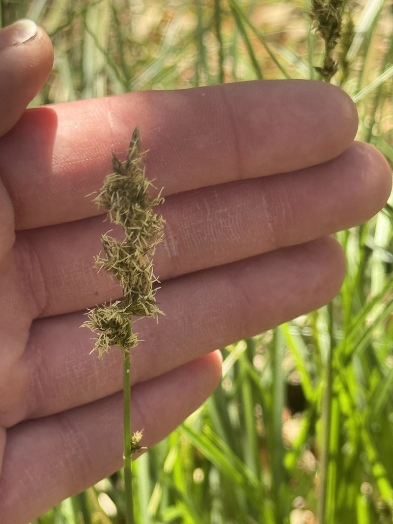 Chihuahuan Sedge photo 9