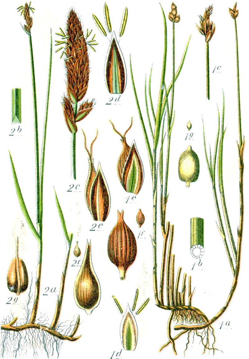 Creeping Sedge