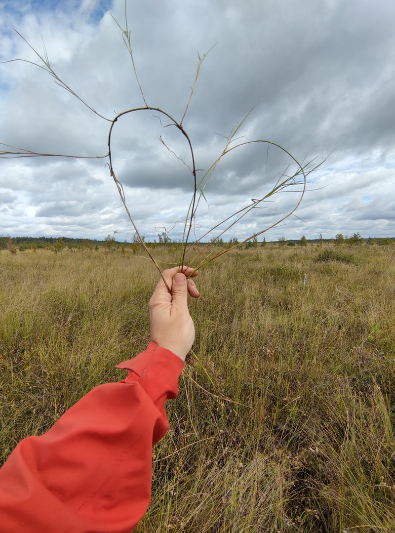 Creeping Sedge photo 2
