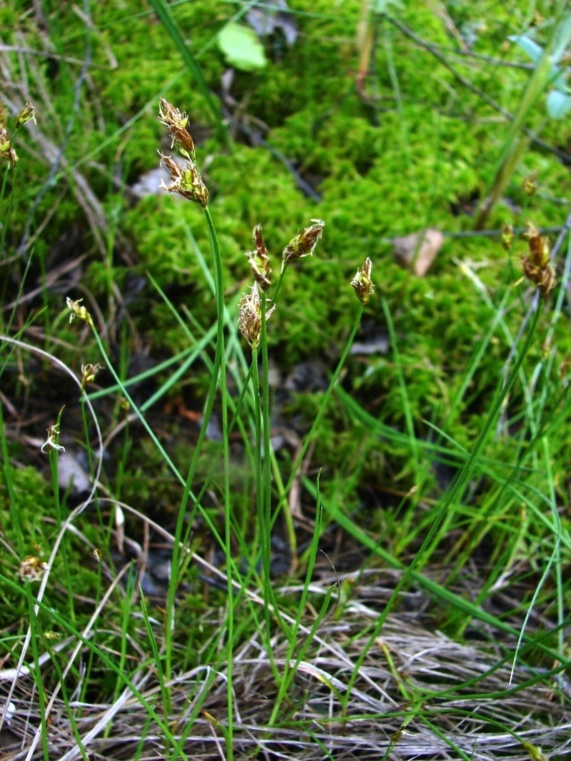 Creeping Sedge photo 3
