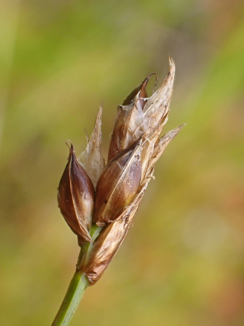 Creeping Sedge photo 4