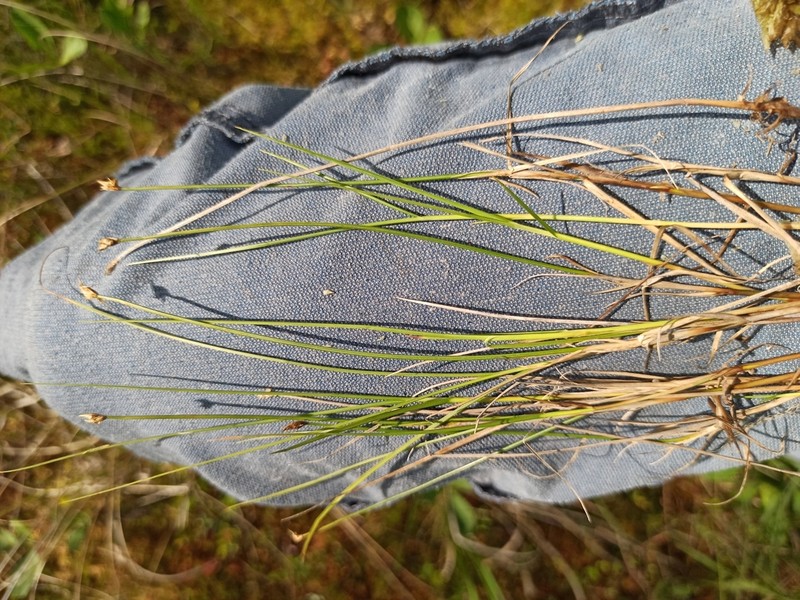 Creeping Sedge photo 5