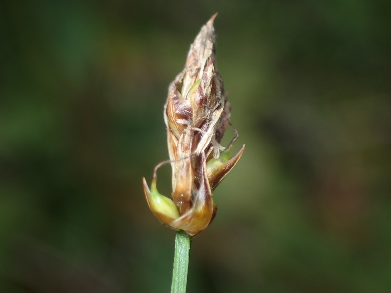 Creeping Sedge photo 6