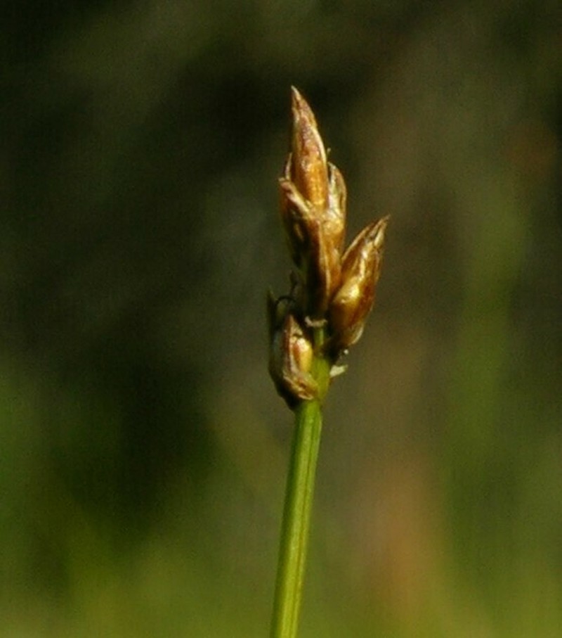 Creeping Sedge photo 7