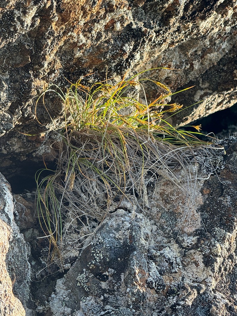 Coiled Sedge