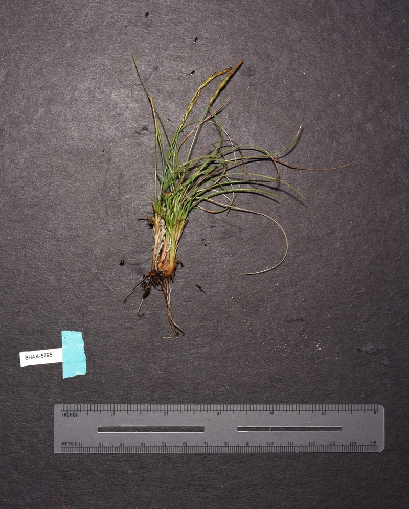 Coiled Sedge photo 3