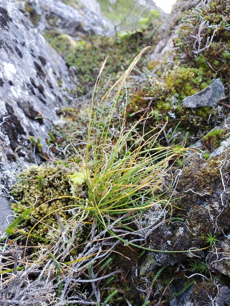 Coiled Sedge photo 4