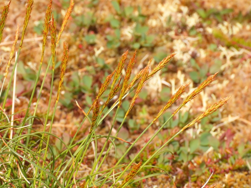 Coiled Sedge photo 5
