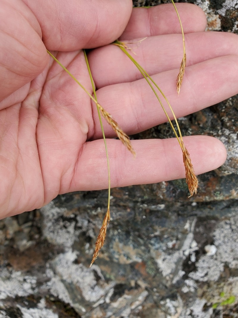 Coiled Sedge photo 6