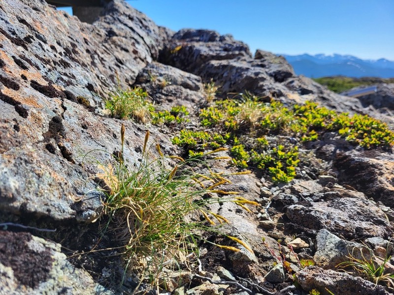 Coiled Sedge photo 7