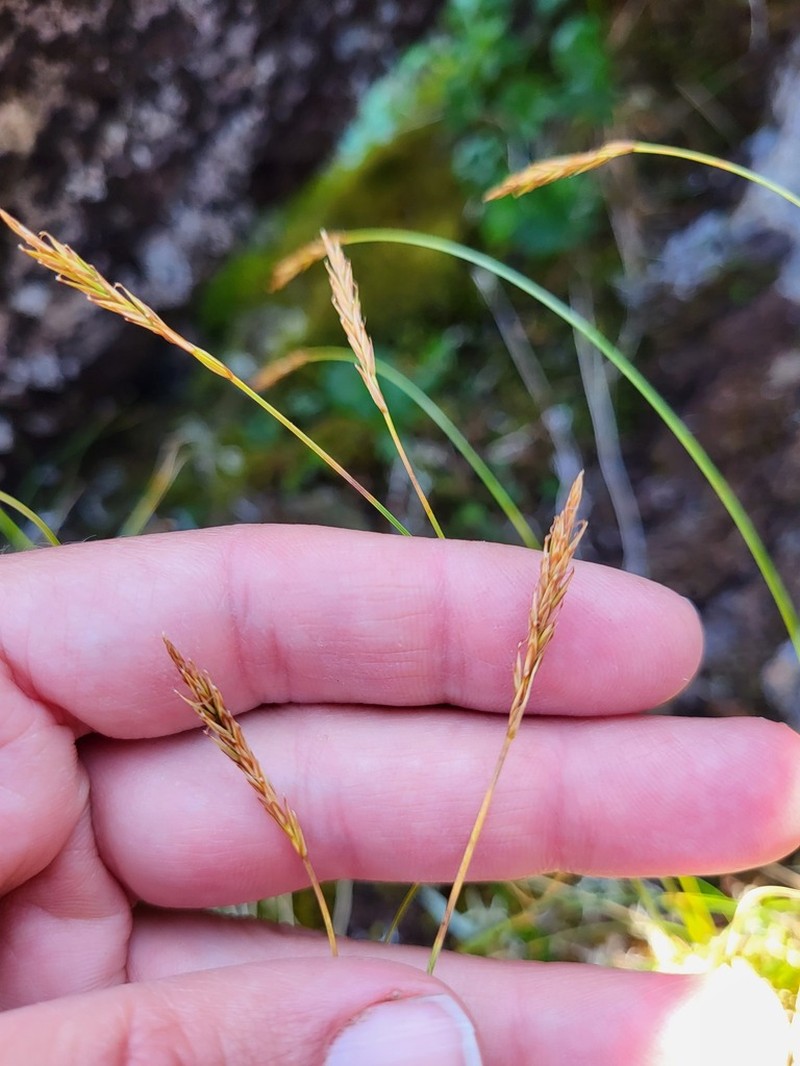 Coiled Sedge photo 8
