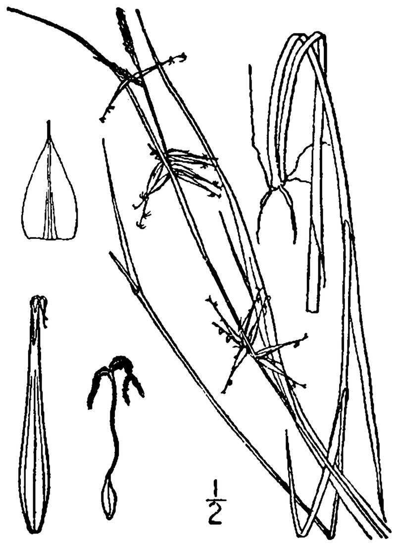 Collins' Sedge