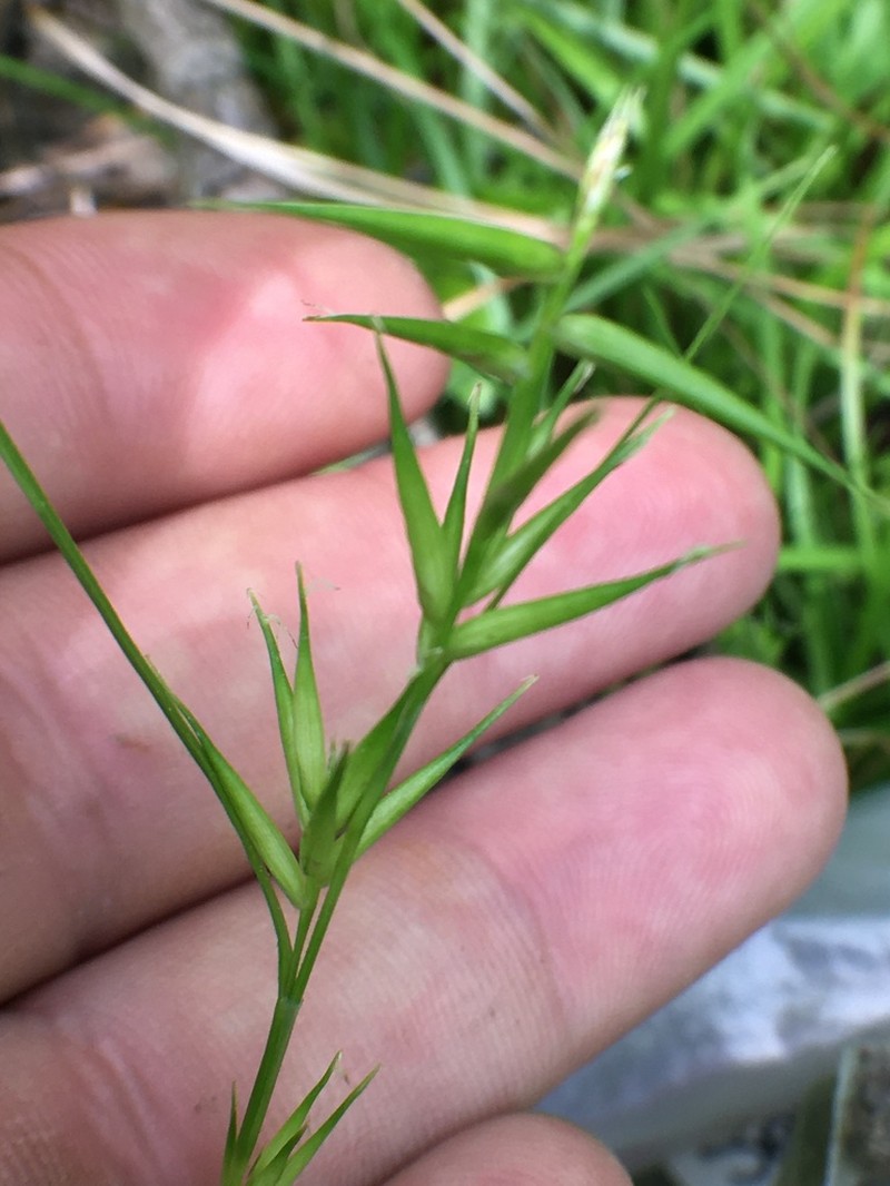Collins' Sedge photo 4