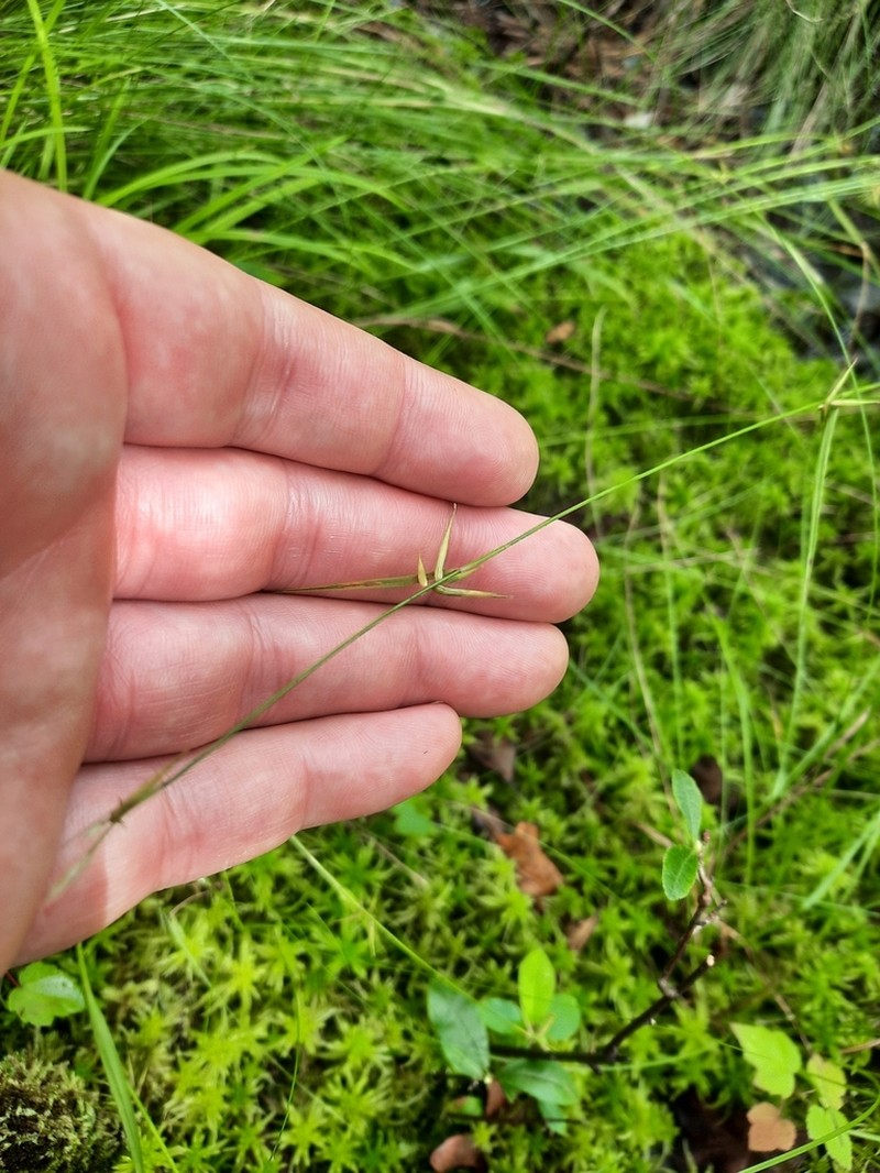 Collins' Sedge photo 5