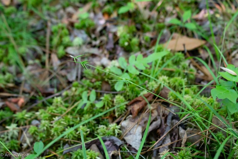Collins' Sedge photo 6
