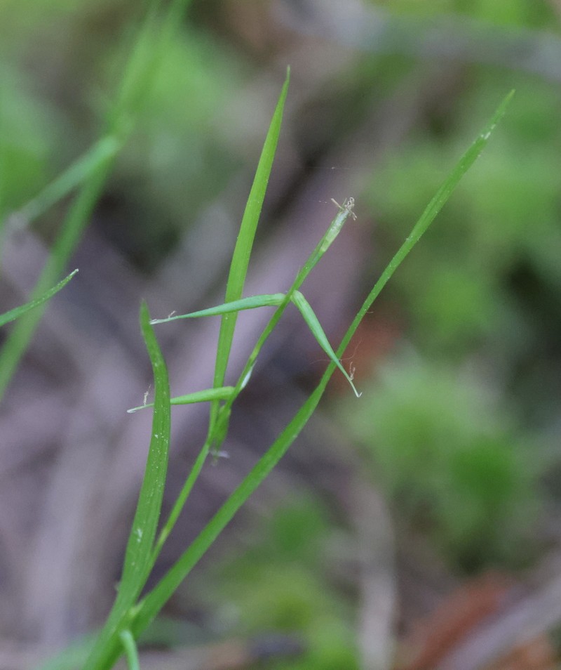 Collins' Sedge photo 7
