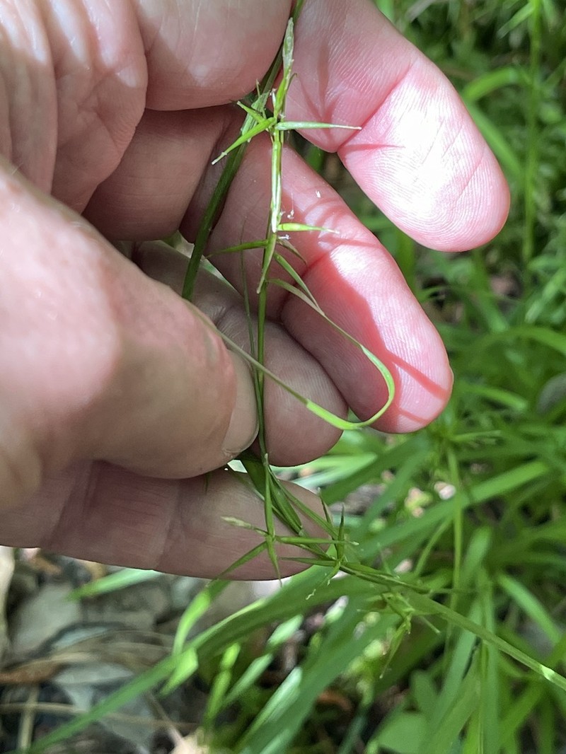 Collins' Sedge photo 8