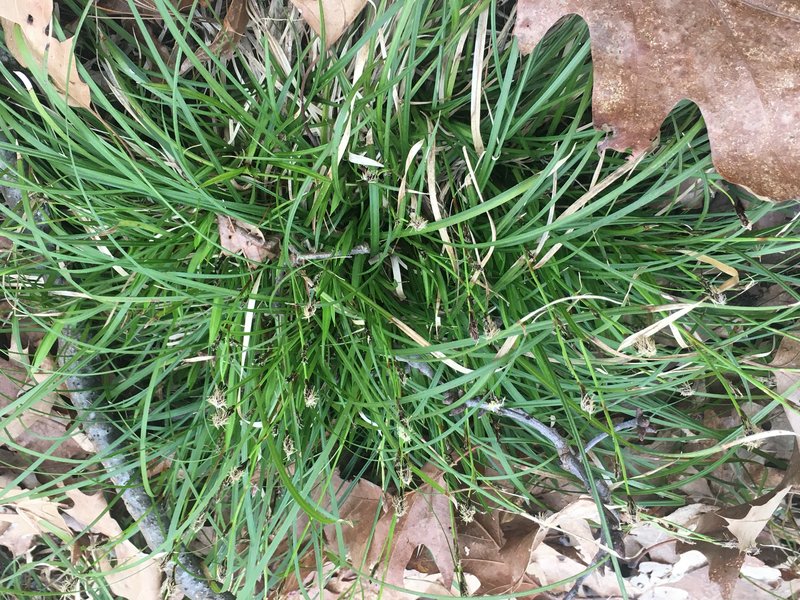 Fibrousroot Sedge