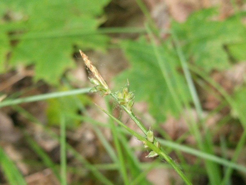Fibrousroot Sedge photo 3