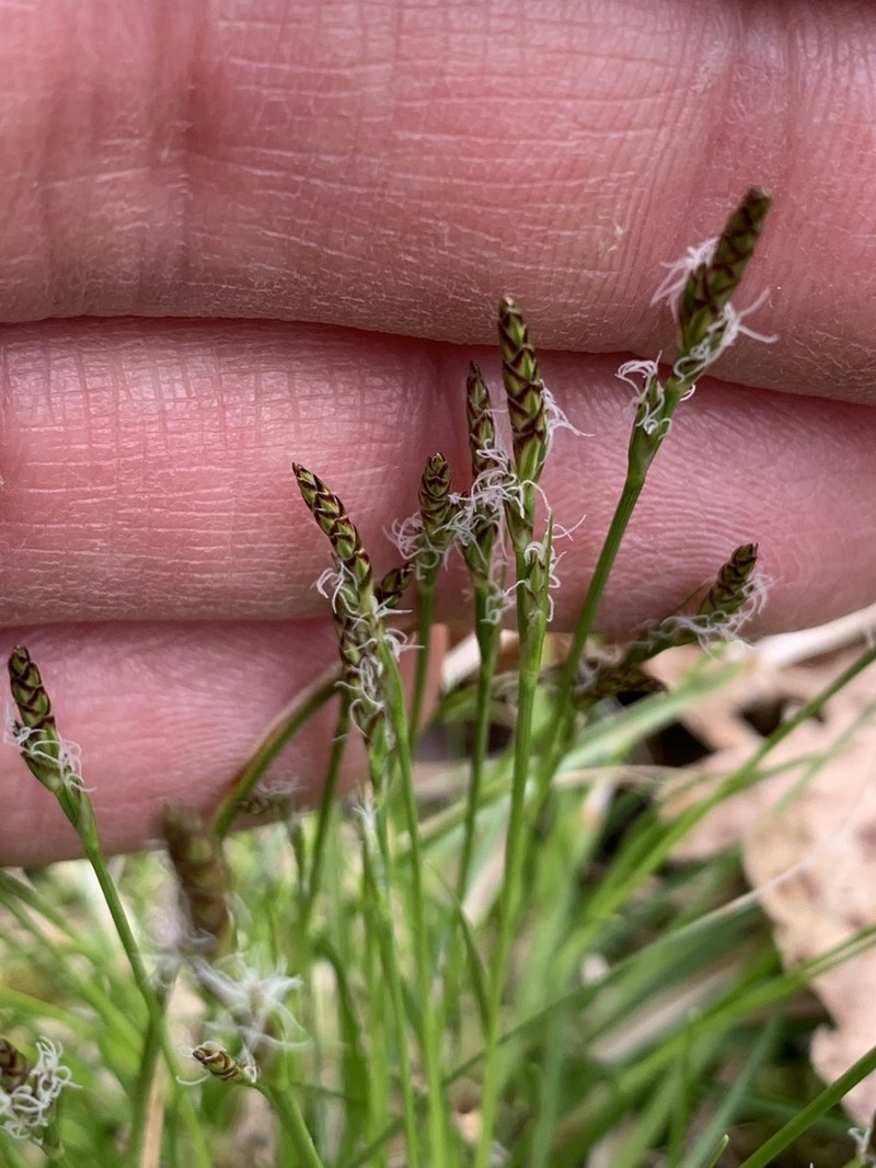 Fibrousroot Sedge photo 4