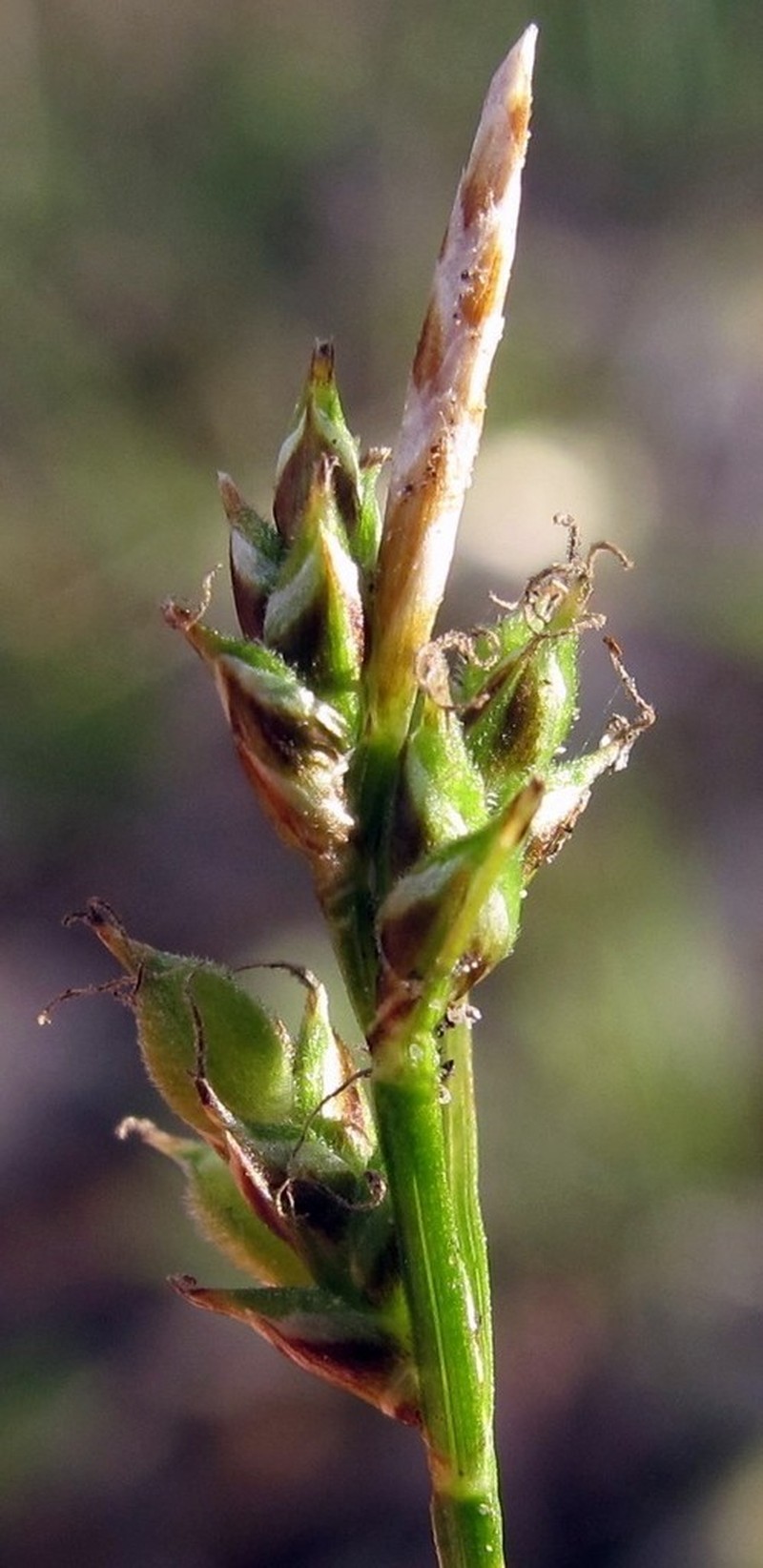 Fibrousroot Sedge photo 5