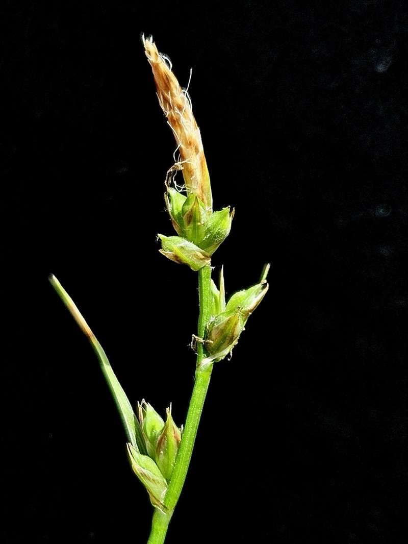 Fibrousroot Sedge photo 6