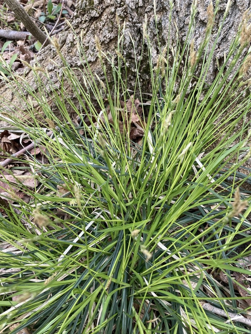 Fibrousroot Sedge photo 7
