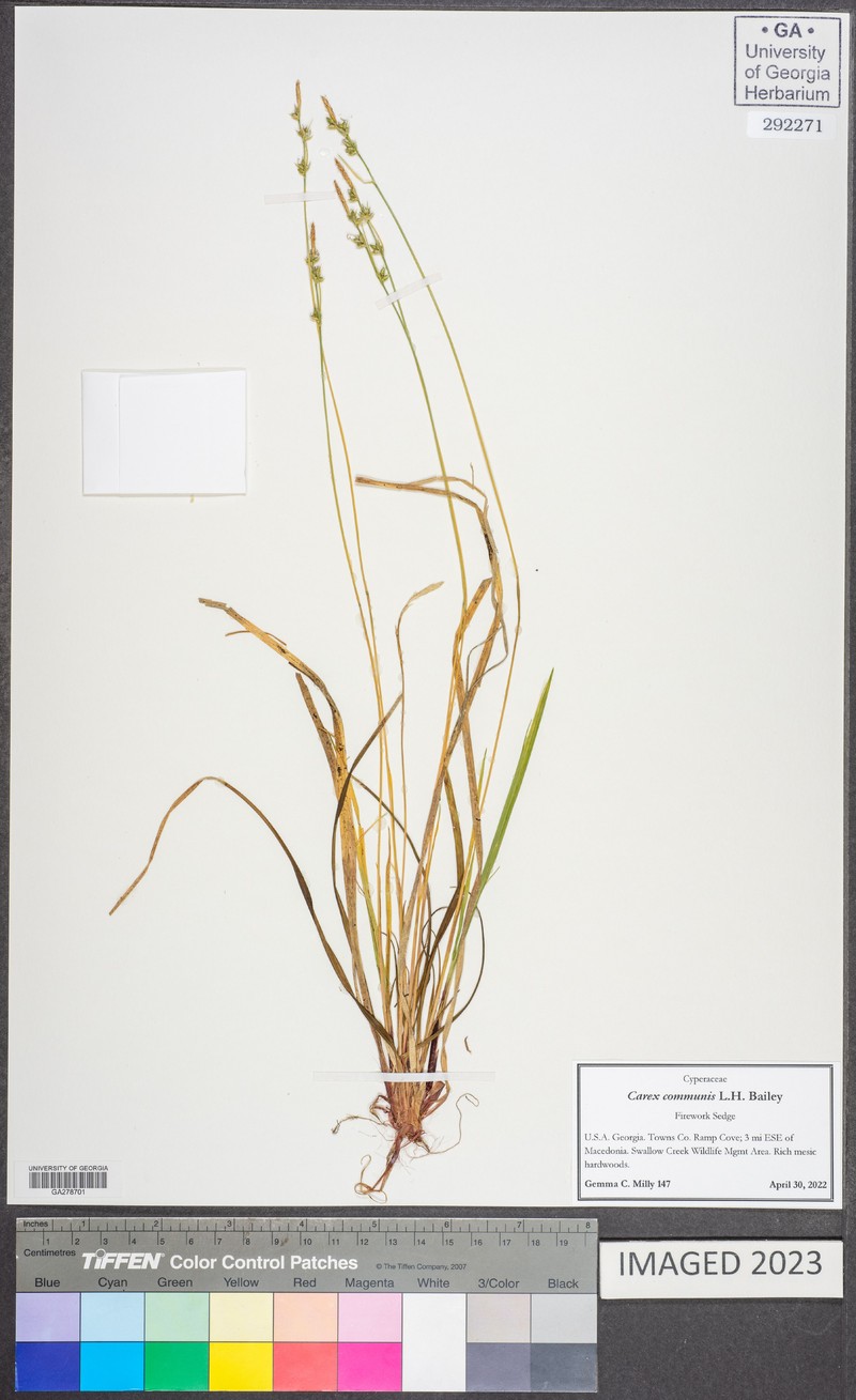 Carex communis var. amplisquama