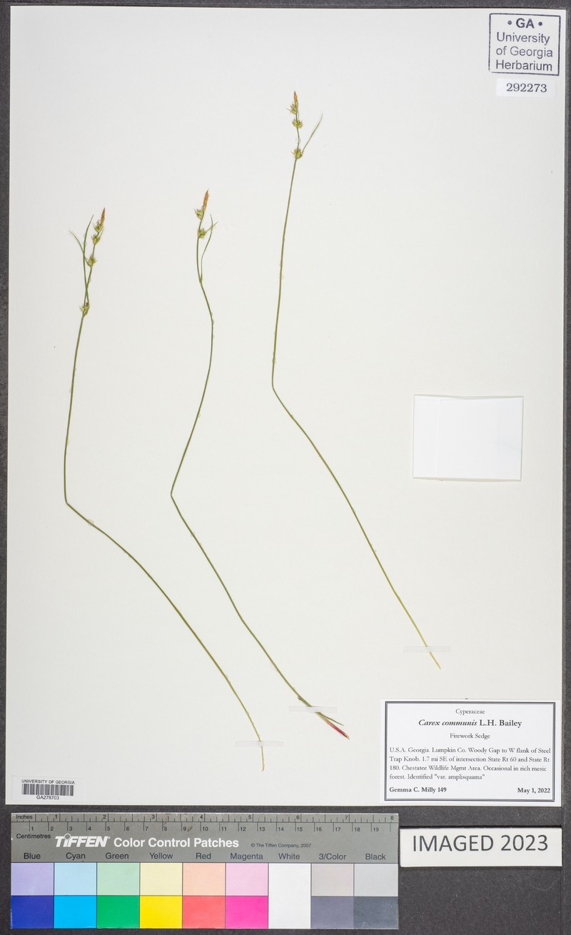 Carex communis var. amplisquama photo 2