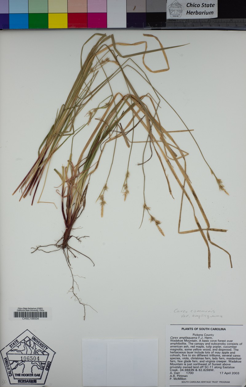 Carex communis var. amplisquama photo 3