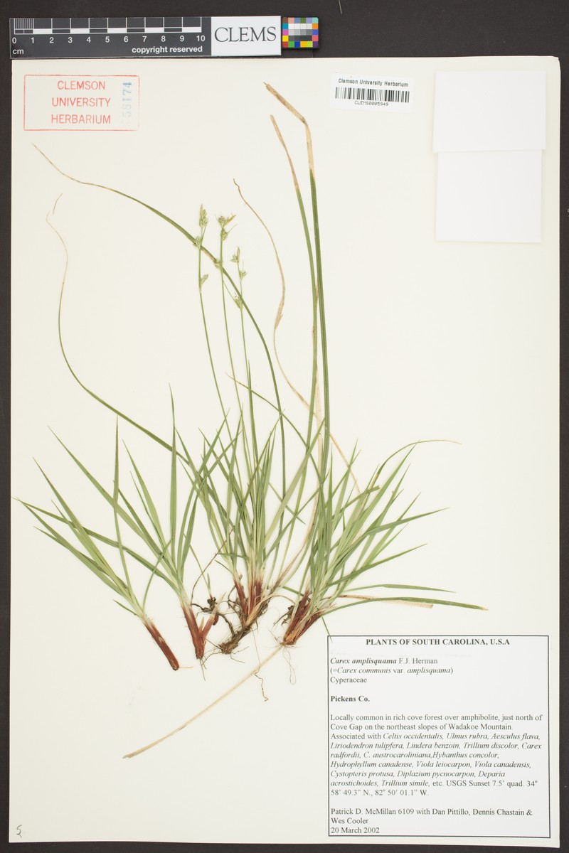 Carex communis var. amplisquama photo 4